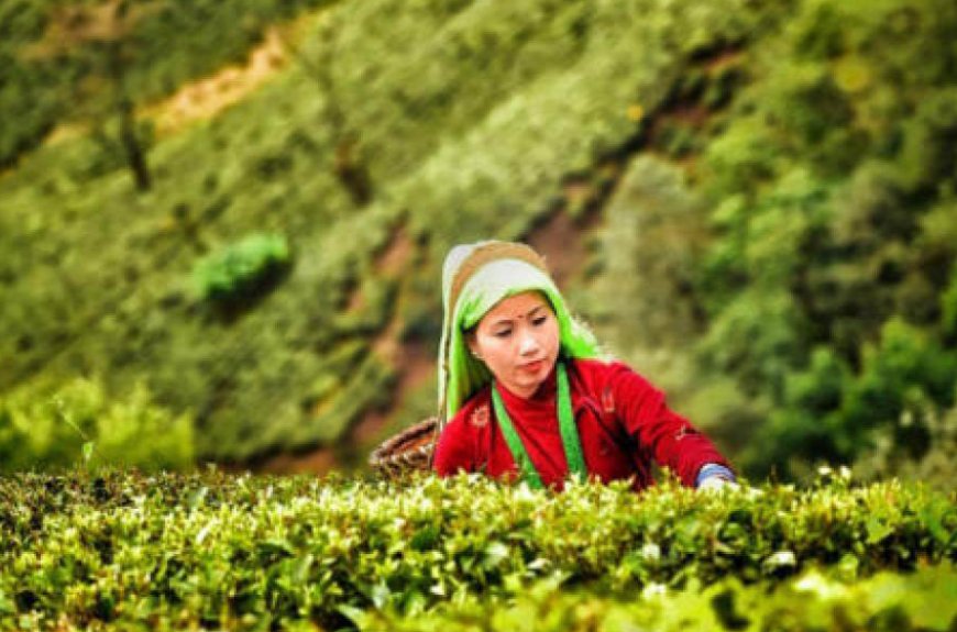 Tea Board of India announces final dates for tea production in four states Subtitle: Growers to benefit from extended production period