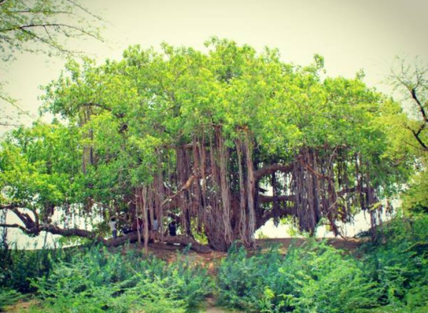 Do you know why banyan trees release carbon dioxide at night?