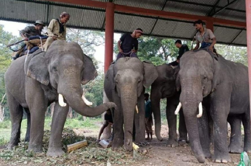 Jaldapara Forest Department Captures Sundar, The Elephant That Killed Its Mahout