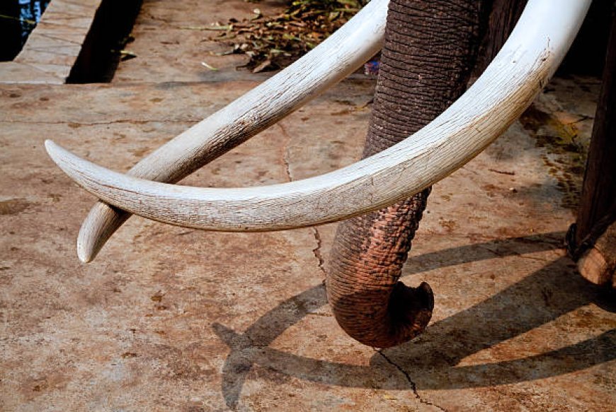 Three Arrested, Elephant Tusks Seized in Smuggling Attempt near Siliguri