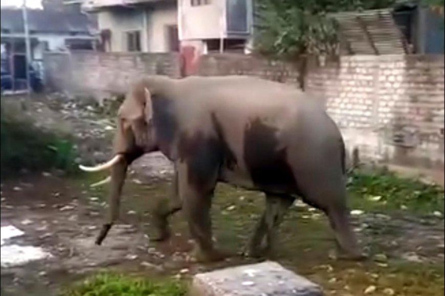 Elephant Attacks Leave Two Dead and One Injured in West Bengal