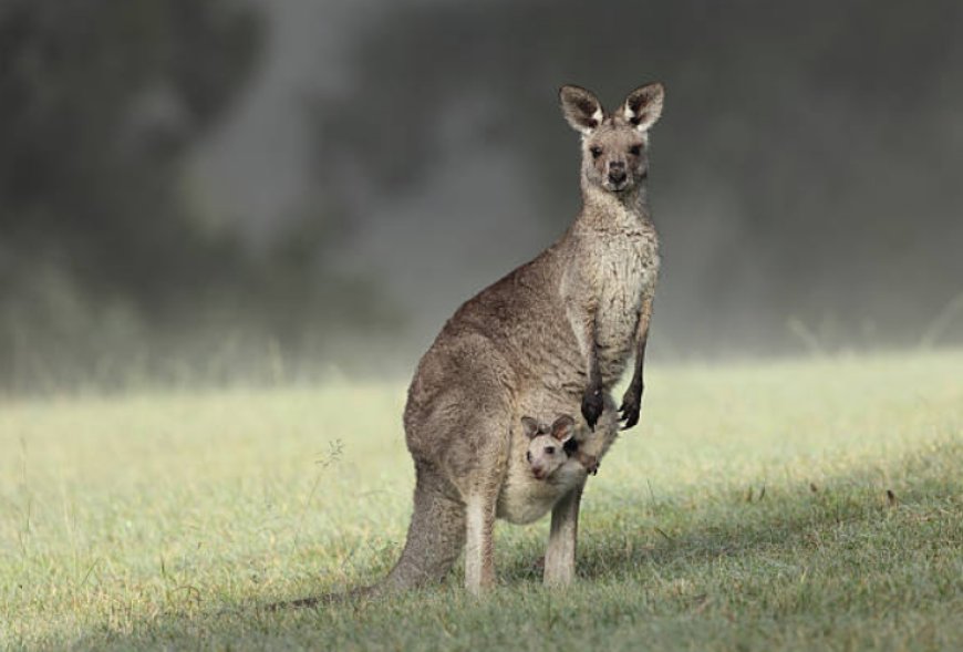 How do female kangaroos manage the physiological challenges of nurturing three offspring simultaneously—two in different developmental stages and one already outside the pouch?