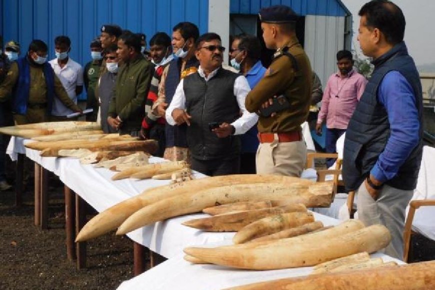 Bengal Burns "White Gold": 270kg of Ivory Destroyed in Anti-Poaching Message