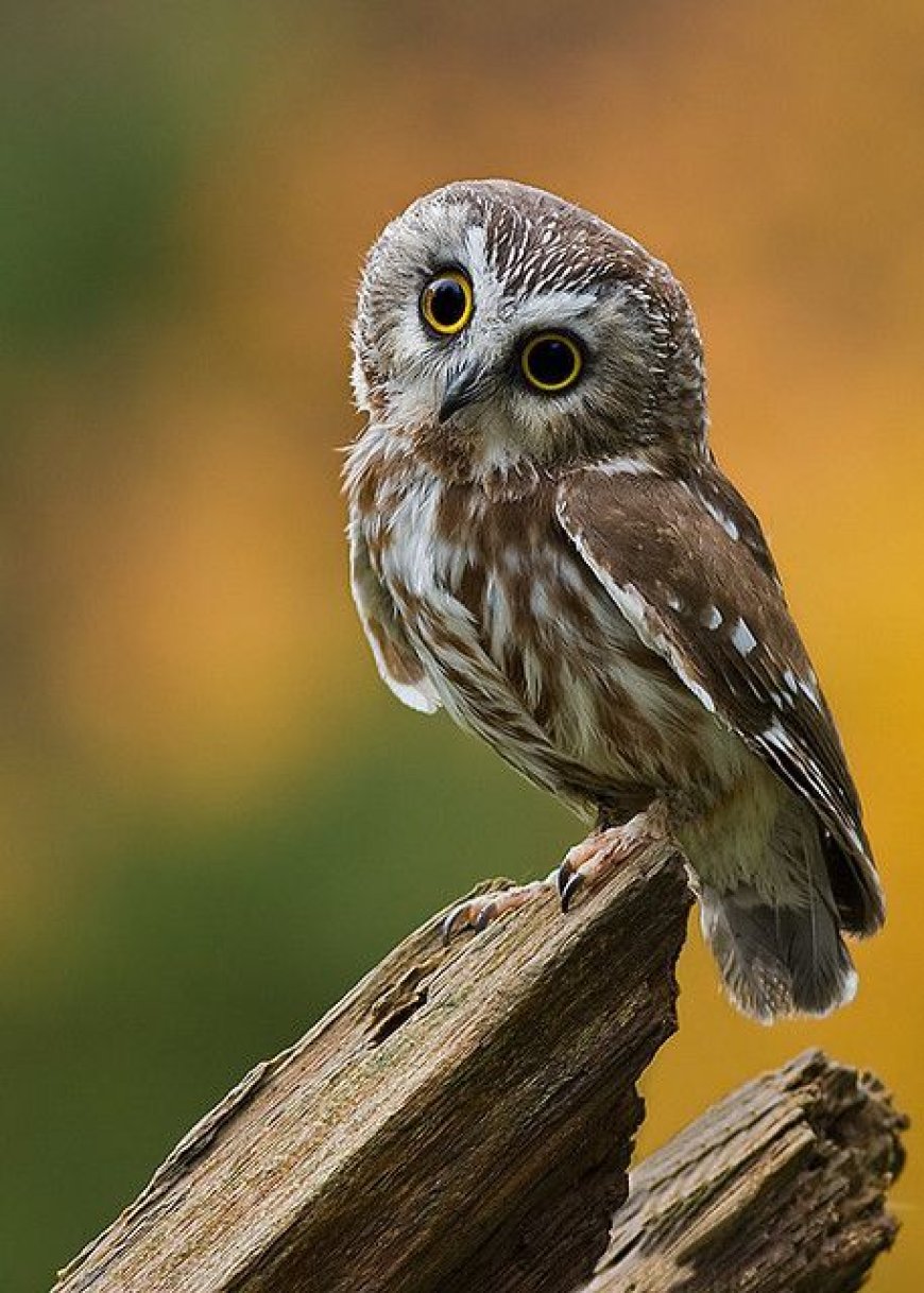 Can you name the smallest owl in the world?