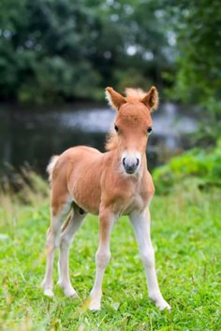 What is the name of the smallest horse breed, known for its diminutive size and often kept as a companion animal?