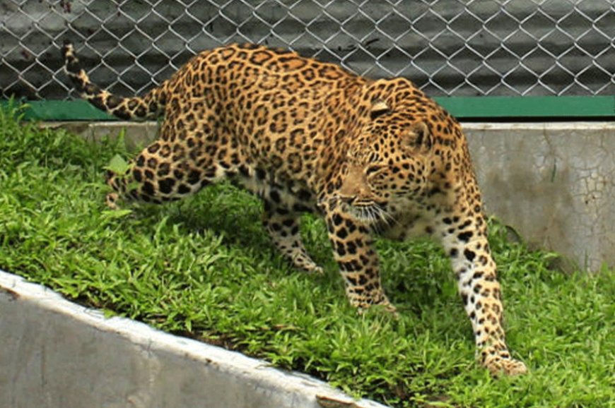 Cozy Cubs & Warmer Dinners: Bengal Safari Prepares Animals for Shivering Season