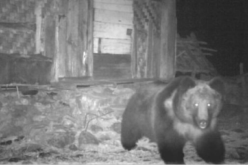 Elusive Tibetan Brown Bear Spotted for the First Time in India