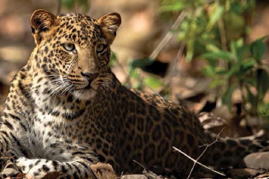 India's Leopard Population Shows Growth, But Concerns Remain