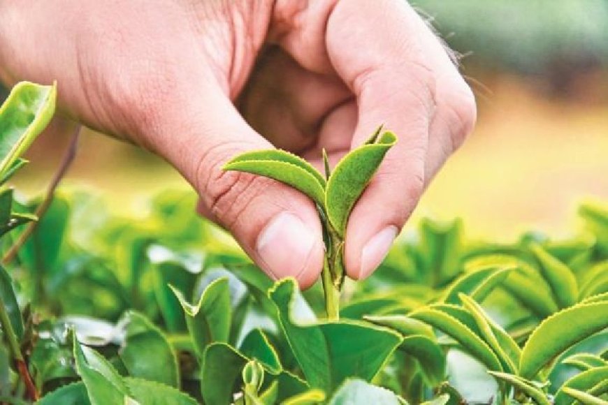Mamata Banerjee Criticizes Center for Endangering North Bengal Tea Industry Livelihoods