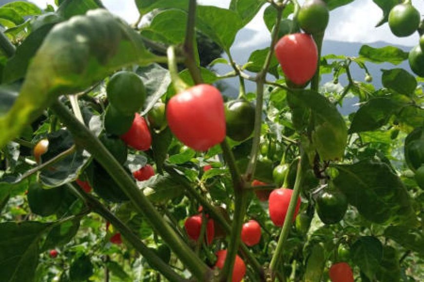 Gates Foundation and Makaibari Tea Garden Collaborate to Boost Dalle Khursani Chilli Market
