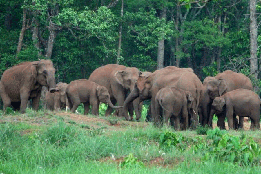 Elephant Attack in Alipurduar District: One Woman Killed, Another Critically Injured