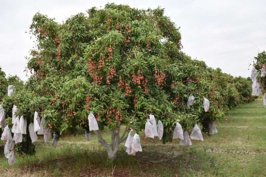 Litchi Distress in Bihar: A Sour Taste for the Upcoming Elections