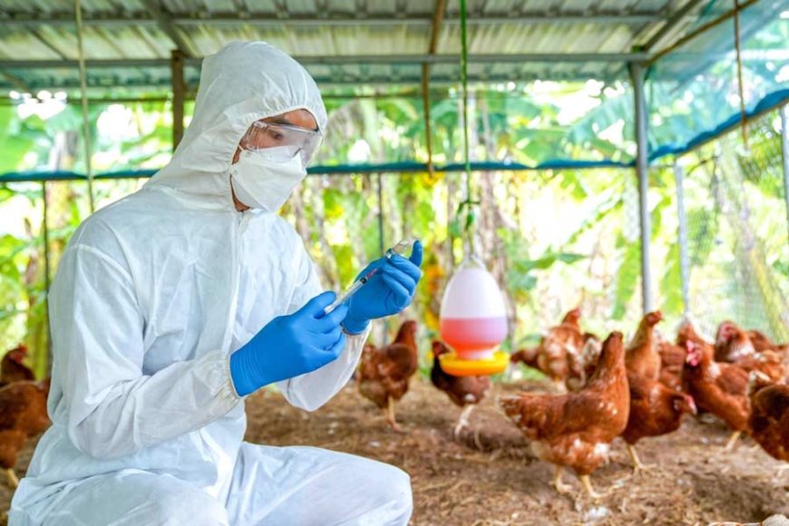Avian Flu Outbreak Confirmed at Manarcad Poultry Farm in Kerala